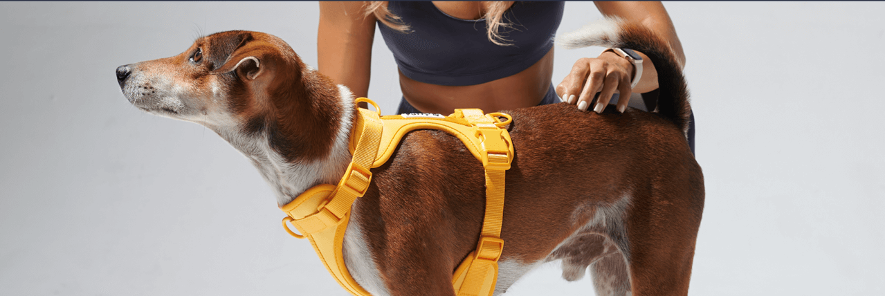 Yếm dắt chó cao cấp